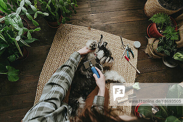Woman grooming Schnauzer dog lying on rug at home