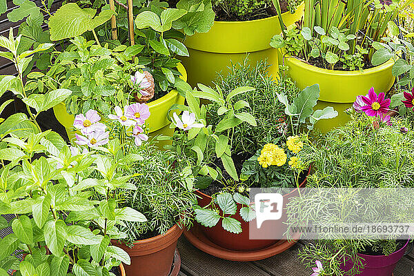 Green herbs and edible flowers cultivated in balcony garden
