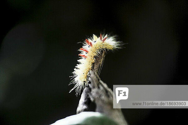 Bergahorn-Raupe (Acronicta aceris)  die auf einem Ast kriecht