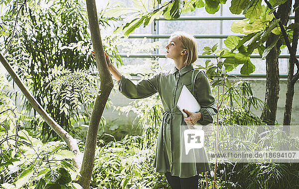 Woman examining tree in greenhouse