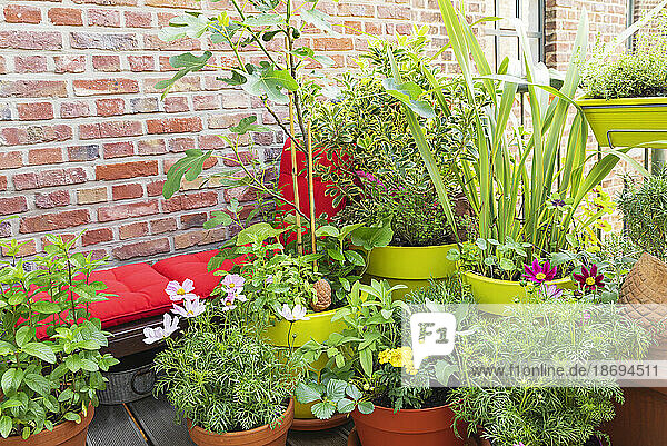 Green herbs and edible flowers cultivated in balcony garden