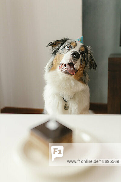 Australian Shepherd with cake on table at home