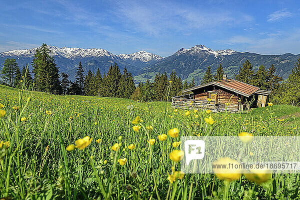 Austria  Tyrol  Summer meadow at Wiedersberger Horn with hut in background