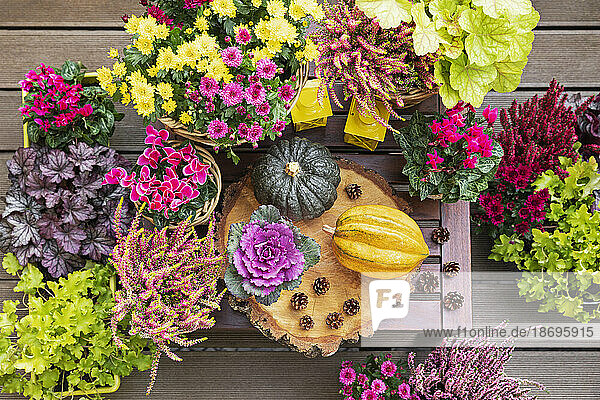 Pumpkins  pine cones and potted autumn flowers