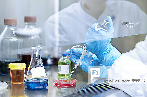 Wissenschaftler pipettieren Chemikalien auf Petrischale im mikrobiologischen Labor