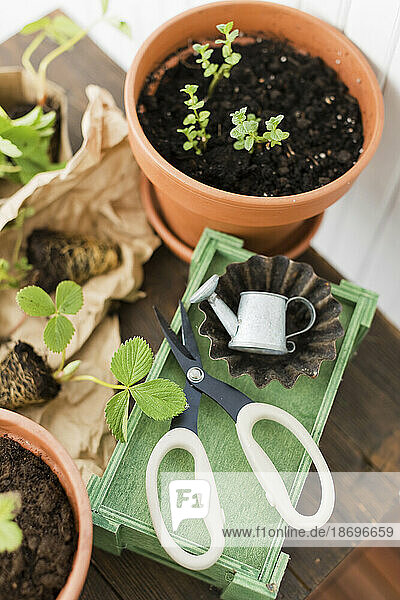 Strawberry seedlings and pots with scissors
