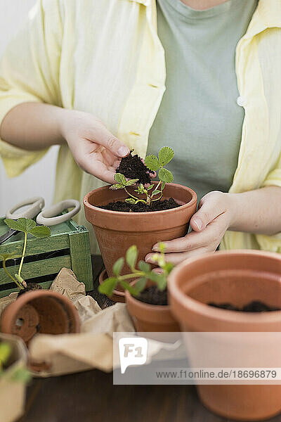 Woman planting strawberry seedlings in flower pot