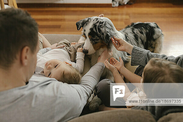 Family stroking Australian Shepherd at home