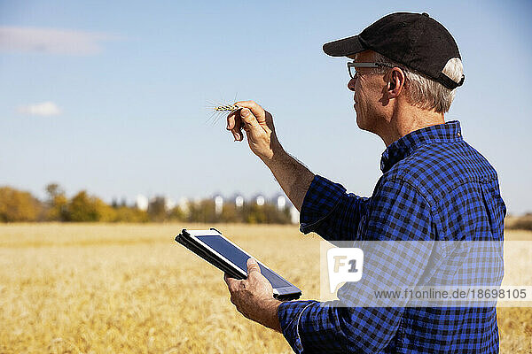 Farmer using a tablet to manage his harvest while standing in a fully ripened grain field and checking on the status of the wheat heads; Alcomdale  Alberta  Canada