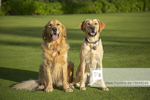 Portrait of two beautiful dogs (Canis lupus familiaris) sitting on a grassy lawn  One Yellow Labrador Retriever and one Golden Retriever; Maui  Hawaii  United States of America
