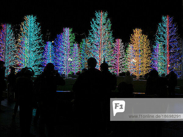 Sparkling forest of multi coloured lights trees installation with people watching and taking photographs at night  Canary Wharf  London  UK; London  England
