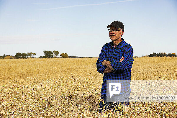 Portrait of a farmer looking at the camera while standing in a fully ripened grain field during the fall harvest; Alcomdale  Alberta  Canada