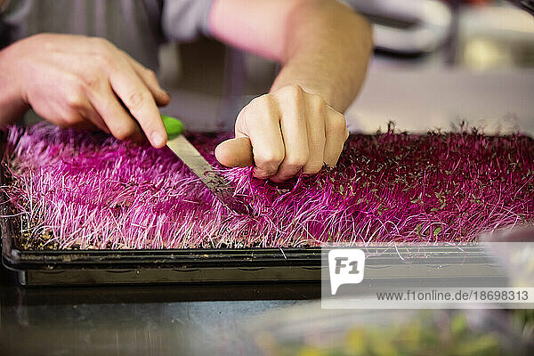 Hands cutting vibrant red microgreens growing in trays; Edmonton  Alberta  Canada