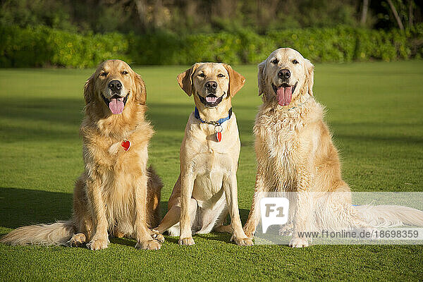 Portrait of three beautiful dogs (Canis lupus familiaris) sitting on a grassy lawn  One Yellow Labrador Retriever sitting between two Golden Retrievers; Maui  Hawaii  United States of America