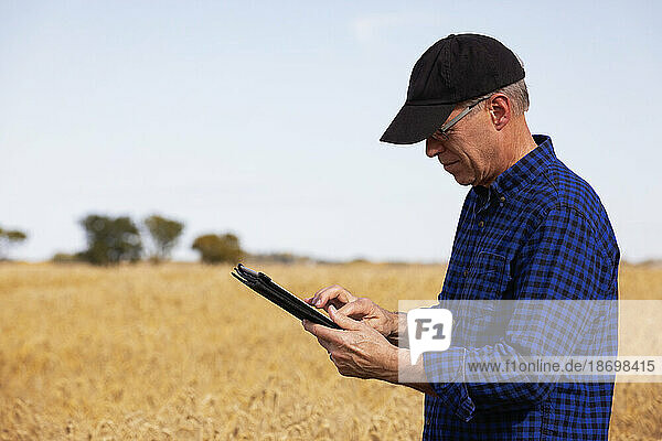 Farmer using a tablet to manage his harvest while standing in a fully ripened grain field; Alcomdale  Alberta  Canada