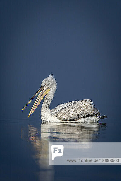 Dalmatian pelican (Pelecanus crispus) opens beak on calm lake; Central Macedonia  Greece