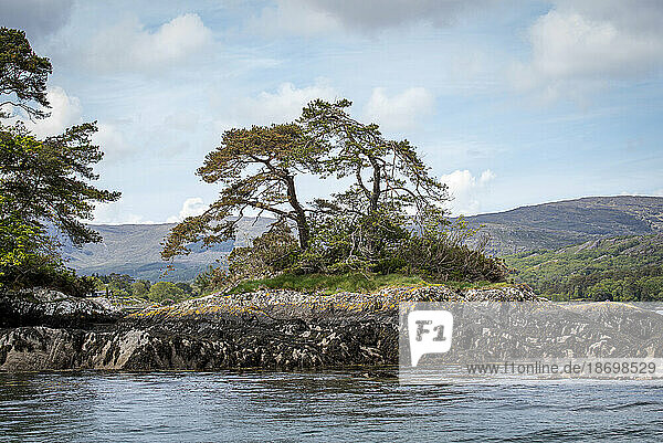 Lone tree on the rocky shore of Garnish Island in Bantry Bay; West Cork  Ireland