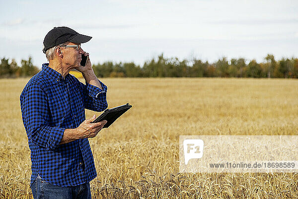 Farmer using a tablet to manage his harvest and talking on his cell phone while standing in a wheat field; Alcomdale  Alberta  Canada