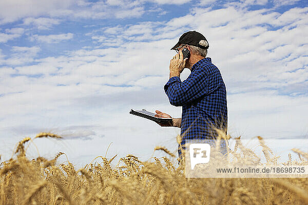 Farmer using a tablet to manage his harvest and talking on his cell phone while standing in a fully ripened grain field; Alcomdale  Alberta  Canada