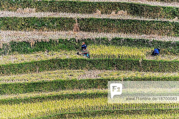 Selbstversorgende arbeitsintensive Landwirtschaft im Distrikt Mu Cang Chai  Provinz Yen Bai  Nordvietnam: Traditionelle nachhaltige Landwirtschaft
