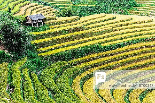 Landscape view of rice fields in Mu Cang Chai District  Yen Bai Province  North Vietnam