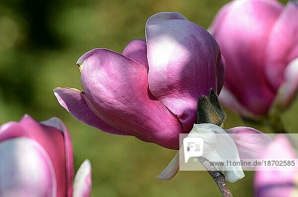 Tulpenmagnolie Blüte