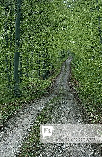 Waldweg im Buchenwald bei Talheim Schwäbische Alb Garten  Deutschland  germany  Europa