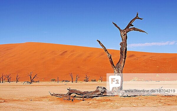 Dead Vlei  Namib-W