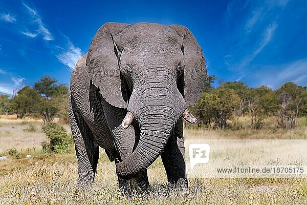 Elephant  Etosha National Park  Namibia (Loxodonta africana)