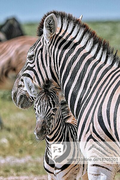 Junges Zebra  Steppenzebra  Etosha  Namibia  junges Steppenzebra (Equus quagga)  Afrika