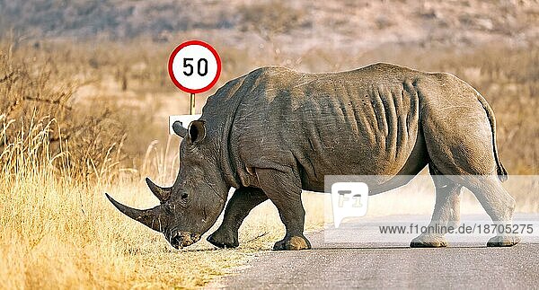 White rhino at the road sign in Kruger National Park  S