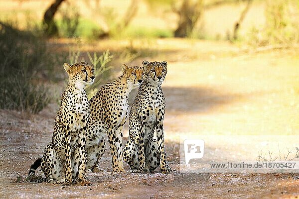 Three Cheetah (Acinonyx jubatus)  Kgalagadi Transfrontier National Park  South Africa  Africa