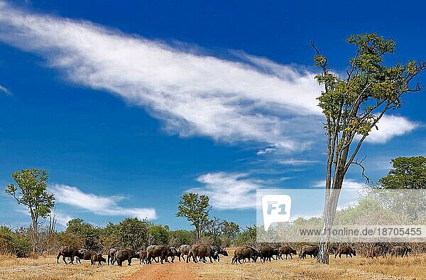 African buffalos  South Luangwa National Park  Zambia (Syncerus caffer)