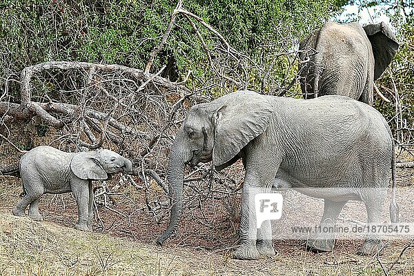 Elephants at South Luangwa National Park  Zambia (Loxodonta africana)