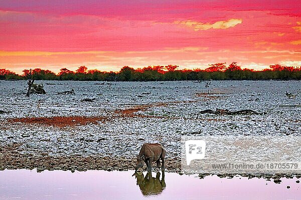 Black rhino with evening sky  Etosha National Park  Namibia (Diceros bicornis)