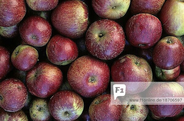 Äpfel apfel  äpfel  apfelbaum  kulturapfel (malus domestica)  malus  apples  crabapples  pommier