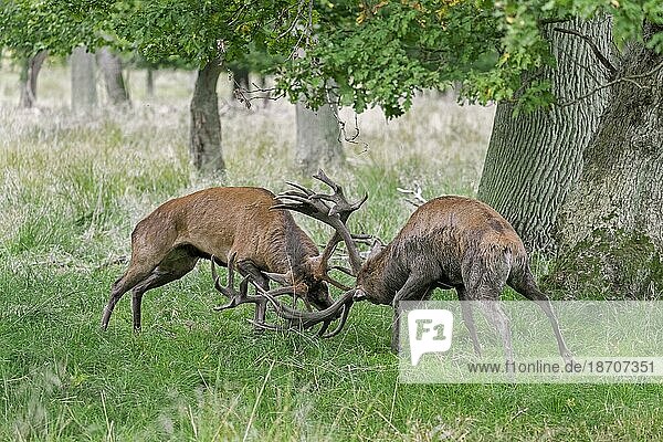 Two rutting red deer (Cervus elaphus) stags fighting by locking antlers during fierce mating battle in grassland at forest edge during rut in autumn