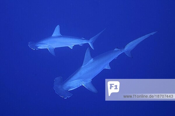 Zwei Bogenstirn-Hammerhaie (Sphyrna lewini)  Einfarbig blauer Hintergrund. Tauchplatz Daedalus Riff  Ägypten  Rotes Meer  Afrika
