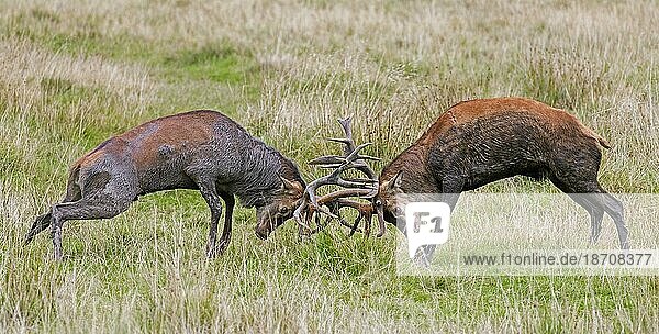 Two rutting red deer (Cervus elaphus) stags fighting by locking antlers during fierce mating battle in grassland at forest edge during rut in autumn