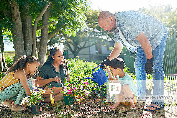 Family planting and watering flowers in sunny summer garden