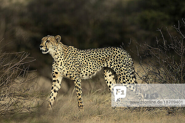Cheetah (Acinonyx jubatus)  Kgalagadi transfrontier park  Northern Cape  South Africa