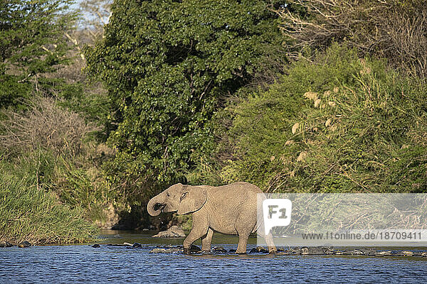 African elephant (Loxodonta africana)  Zimanga private game reserve  KwaZulu-Natal  South Africa  Africa