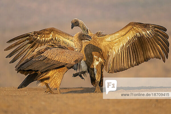 Whitebacked vultures (Gyps africanus) squabbling  Zimanga Game Reserve  KwaZulu-Natal  South Africa  Africa