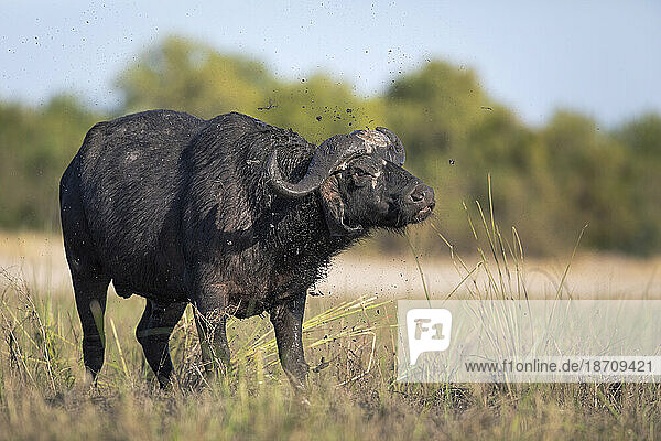 Cape buffalo (Syncerus caffer)  Chobe National Park  Botswana  Africa