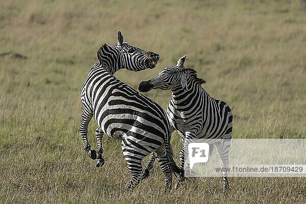 Plains zebra (Equus quagga boehmi) fighting  Masai Mara  Kenya  East Africa  Africa