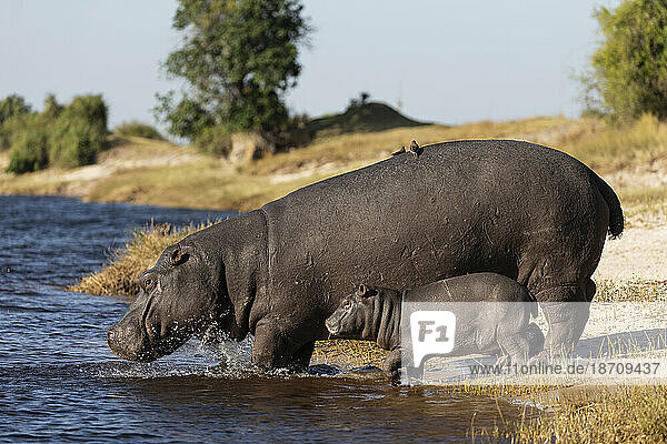 Hippo (Hippopotamus amphibius) with calf  Chobe National Park  Botswana  Africa