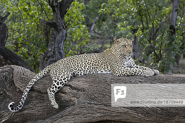 Leopard (Panthera pardus)  Mashatu Game Reserve  Botswana  Africa