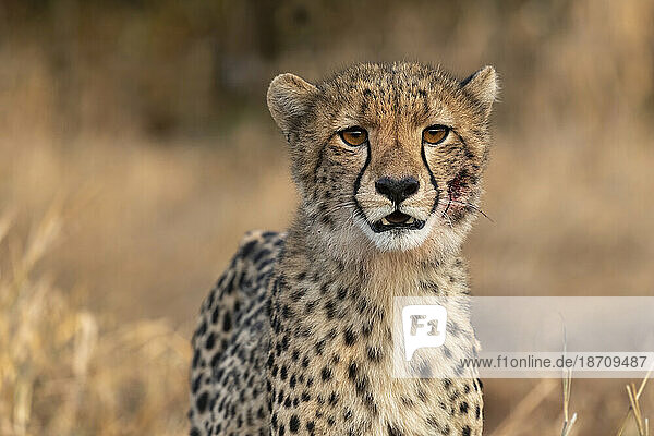 Cheetah cub (Acinonyx jubatus). Zimanga private game reserve  KwaZulu-Natal  South Africa  Africa