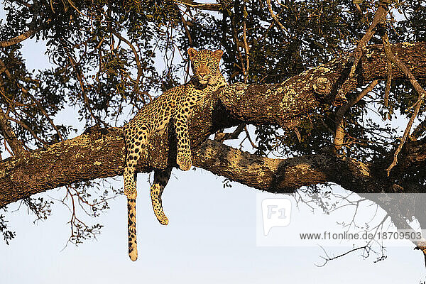 Leopard (Panthera pardus)  Zimanga private game reserve  KwaZulu-Natal  South Africa