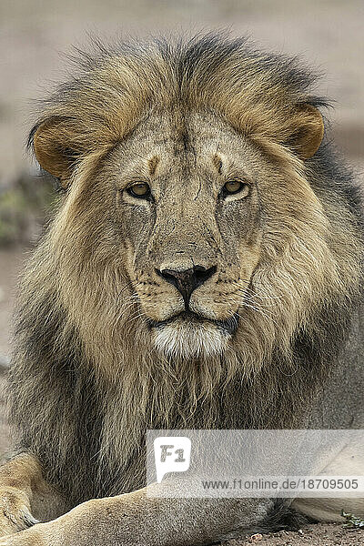 Lion (Panthera leo)  Mashatu Game Reserve  Botswana  Africa